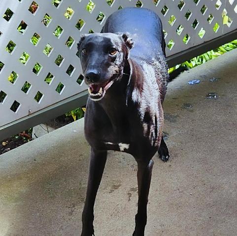 Poppy, a black greyhound
She's been wet down in the kiddy pool we have in the yard for the dogs. She doesn't like being wet, but does like being cool. She looks like she's about to run laps around the yard to try and get away from her own wet self.
