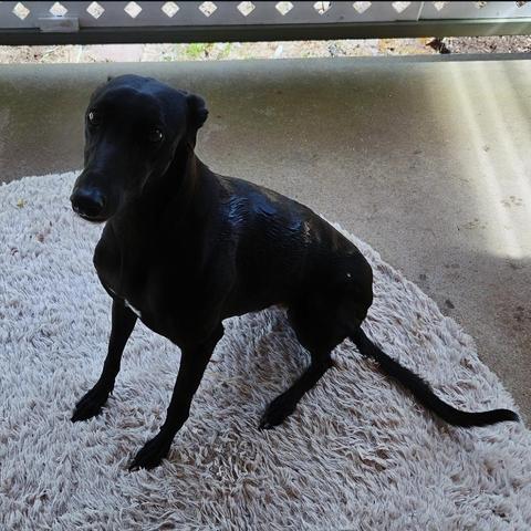 Poppy, a black greyhound. She's sitting (still wet) on the back rug and looking forlornly towards me. She was rewarded with a treat for being such a mysterious cryptid.