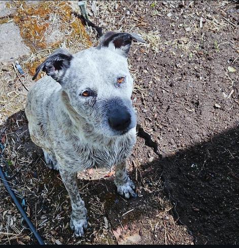 Mia, a grey spotty dog. She's a definite garden gremlin. She's also wet from the pool and is sitting in a muddy garden. She's waiting for me to go away so she can roll in the dirt.