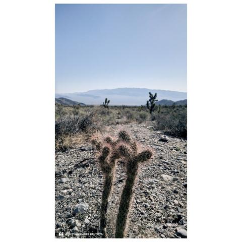 A spiky desert cactus stands in the foreground against a rugged Nevada landscape under a pale blue sky. The dry, rocky ground stretches into the distance, with scattered shrubs and distant mountains fading into a soft haze. The scene captures the quiet, vast beauty of the Nevada desert.