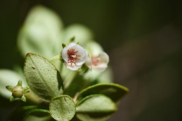 Une magnifique Ugni selkirkii - Myrtaceae, endémique de l'île de Robinson Crusoé. Ses pétales sont blanches, les pistils d'un orange safrané, sur des feuilles vertes. Deux fleurs sont écloses, à gauche un bouton.