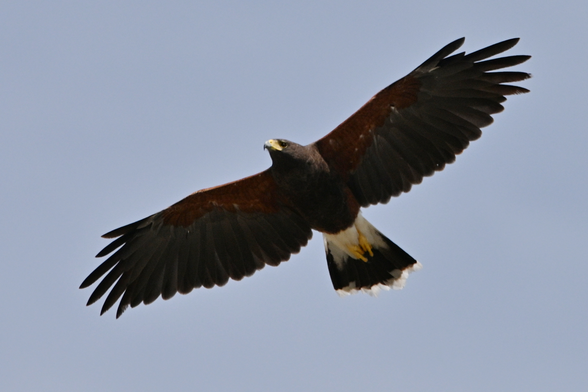 A Harris' Hawk soaring over Texas