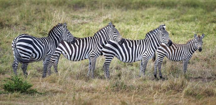 Four zebras in a line, three adults and one younster.