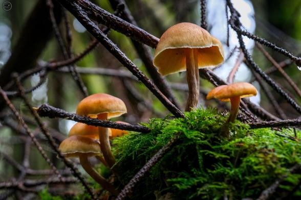 Group of tan coloured mushrooms on mossy ground with branches and twigs around