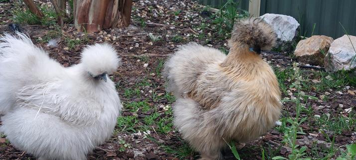 Two silkey chickens free ranging in a backyard. The one on the left is white, while the other is light brown.