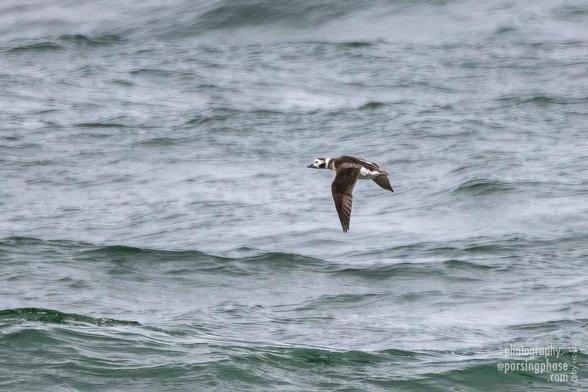 A black-winged duck with a white face flaps its way across a wintry sea.