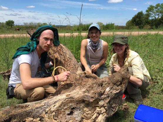 Antoine Felden, Carolina Paris and Priscila Hanisch collecting 𝐿𝑖𝑛𝑒𝑝𝑖𝑡ℎ𝑒𝑚𝑎 ℎ𝑢𝑚𝑖𝑙𝑒 from their native range in Argentina (pic © Andrew Suarez)