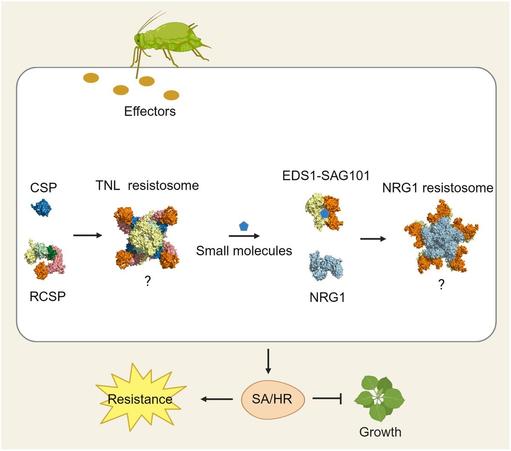 Illustration of the mechanism by which Toll-interleukin-1 receptor domain nucleotide-binding leucine-rich repeat protein RCSP recognizes insect salivary effector chemosensory proteins, promoting effector-triggered immunity and systemic resistance in Nicotiana benthamiana.
