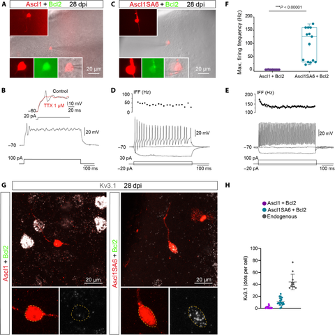Fig. 4. Induced neurons generated by coexpression of Ascl1SA6 and Bcl2 acquired functional properties of fast-spiking interneurons.
(A) Example of recorded Ascl1/Bcl2 cotransduced cell visualized in an acute brain slice. Insets show DsRed expression depicting the morphology of the cell (top inset) and colocalization of DsRed and GFP in the soma (bottom insets). (B) Ascl1/Bcl2 cell showing a single small spike in response to depolarizing current injection (12 of 13 recorded cells, n = 5 mice). The single spike was sensitive to tetrodotoxin (TTX) (three of three cells), indicating that it was mediated by voltage-gated Na+ channels. (C) Recorded Ascl1SA6/Bcl2 cotransduced cell visualized in an acute brain slice. Insets similar as in (A). (D) Ascl1SA6/Bcl2 iN showing repetitive action potential with an instantaneous firing frequency (IFF) in the range of 50 Hz in response to depolarizing current injection (6 of 14 recorded cells, n = 8 mice). (E) Ascl1SA6/Bcl2 iN showing sustained high IFF (>100 Hz, 8 of 14 recorded cells, n = 8 mice). (F) Maximum firing frequency values in recorded Ascl1/Bcl2 and Ascl1SA6/Bcl2 iNs. Each dot represents one cell. Data are shown with box and whisker plots, which give the mean (+), median, 25th and 75th percentiles, and range. (G) iNs expressing mRNA of the voltage-gated K+ channel Kv3.1 (Kcnc1).