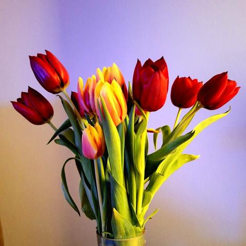 A beautiful bouquet of tulips arranged in a vase. The tulips come in various vibrant colors, including red, yellow, and a delightful mix of yellow and pink. The background is a soft gradient of light purple and beige.