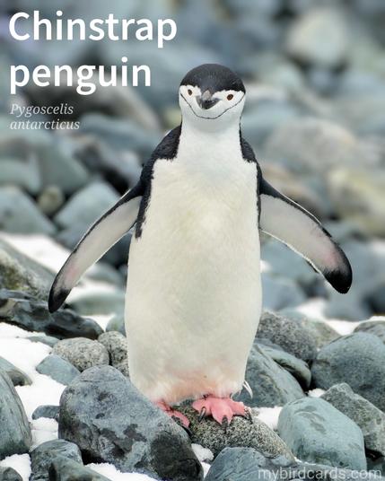 🌍🌏🌎 Chinstrap penguin (Pygoscelis antarcticus) 

Chinstrap penguins are easily recognized by the distinctive black band that extends from their eyes to under their chin. They have black backs and white bellies, along with pink legs and feet. These social birds gather in large colonies to breed and raise their young. They are known for their aggressive behavior, especially during territorial disputes, where they may engage in head-bobbing, wing-flapping, and even beak-biting. They are skilled swimmers and divers, using their flippers to propel themselves through the water in search of food.

Conservation status: Least Concern (IUCN 3.1)

Distribution: Circumpolar antarctic regions.

Class: Aves (Birds)
Order: Sphenisciformes (Penguins)
Family: Spheniscidae (Penguins)
Genus: Pygoscelis (Brush-tailed penguins)
Species: P. antarcticus (Chinstrap penguin)

CC: UNZO

📷: Photo by Herrcut via Pixabay