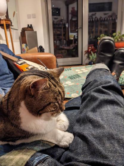 A tabby and white cat sat partially on a lap. There's an open door to the outside world in the background