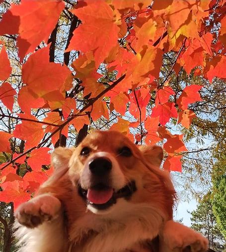 Zephyr the corgi with some vibrant orange leaves!