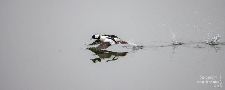 A striking little black and white duck repeatedly strikes the water with its feet as it takes off from gray water, skimming its own reflection.