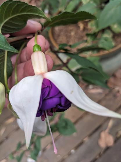 White fuchsia with deep purple skirt
