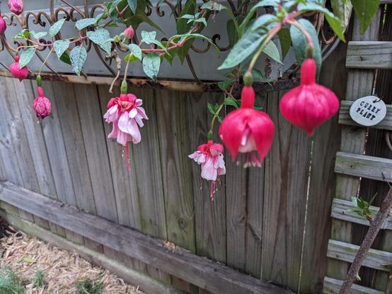 Rows of cerise fuchsias with white skirts streaked with red