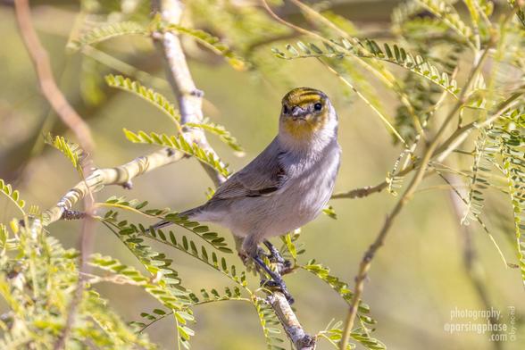 An otherwise plain gray little songbird with a yellow face perches in a mesquite tree and peers towards the camera.