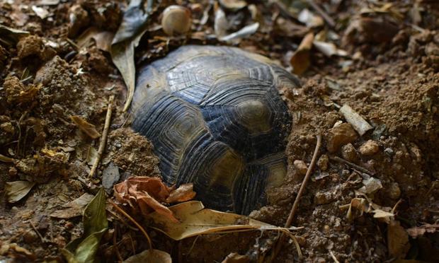 Una tortuga bajo tierra, hibernando. (dimitris kolyris)