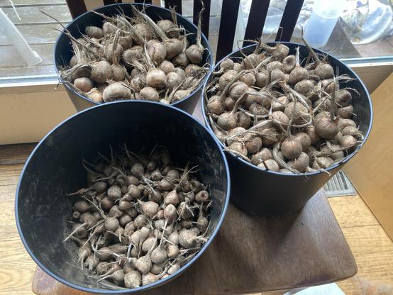 3 one gallon flower pots with Saffron corms in three sizes: large, medium, and tiny. The large and medium pots are filled to the brim. The pot with the tiny corms is only about 1/2 full.