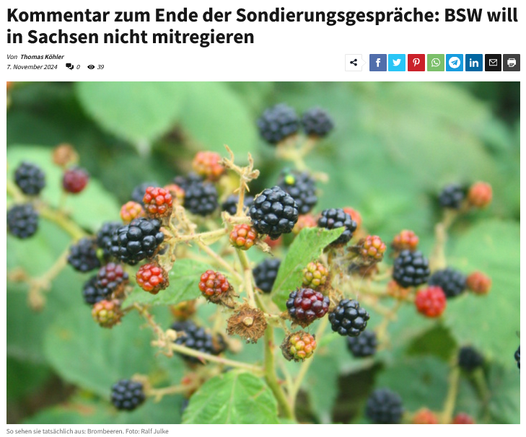 Brombeeren am Strauch