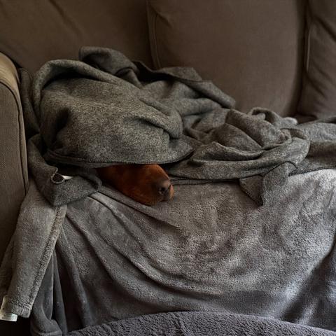 Ted hiding under a blanket