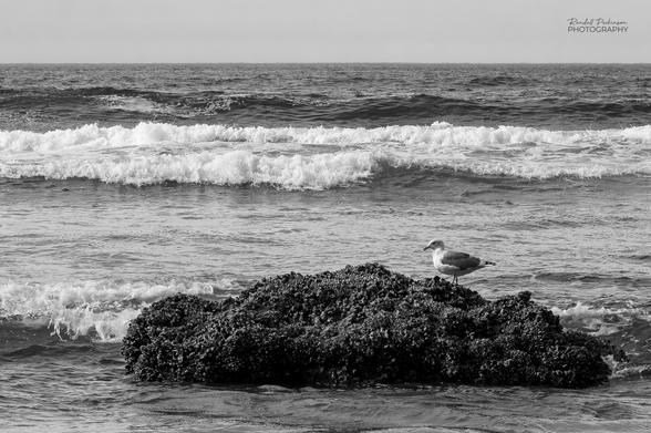 A single seagull stands on top of a barnacle covered rock jutting out of the surf on a beach on the Pacific coast of Oregon.