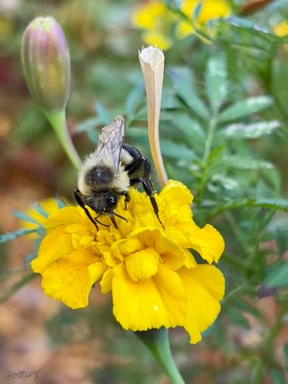 Closeup of an eastern bumblebee on the bright yellow marigold flower, sipping.