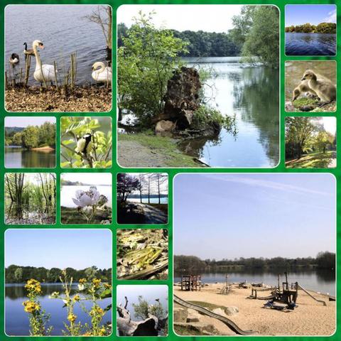 Collage mit Fotos vom Uettelsheimer See in Baerl: Tiere, Pflanzen, Spielplatz.

Collage with photos of Lake Uettelsheim in Baerl: animals, plants, playground
