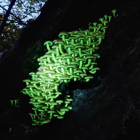 mushroom growing on a fallen tree and glowing under UV light