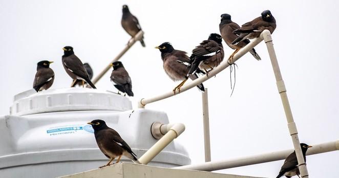 a flock of birds