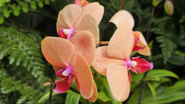 Several orchid flowers together, oriented in different directions. The petals and sepals of the one in the foreground are a bright orange/peach color, with magenta-colored "lips" at the base containing a white tooth-like structure. The two flowers just behind have yellow petals and sepals.

Blurry green fern-like fronds in the background.