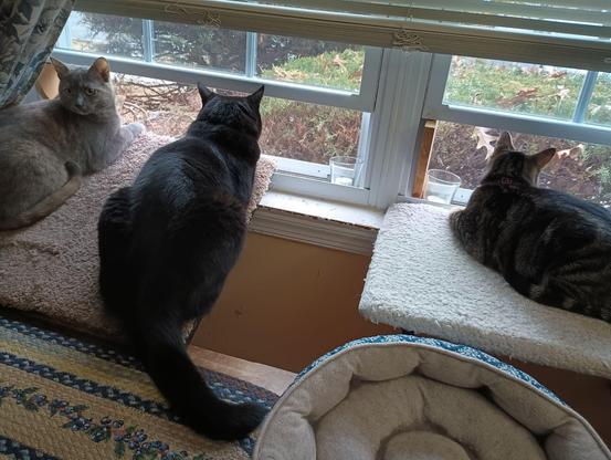 Three cats are enjoying being together on window shelves.  On the left is a grey, orange and white dilute tortoiseshell cat that is looking over her shoulder into the living room.  In the middle is a black cat that's looking out the window.  On the right is a tabby with white markings that is also looking out the window.