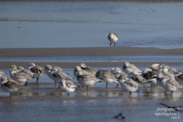 A lone sandpiper, in distant focus at the water's edge, strides purposefully towards a blurred flock in the foreground.