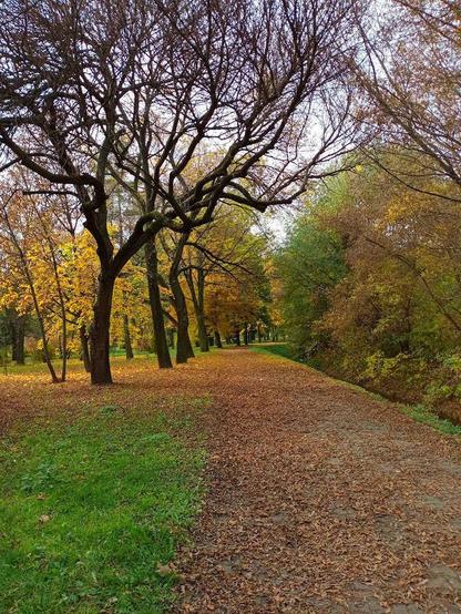 Par臋 drzew ogo艂oconych z li艣ci. Cz臋艣膰 li艣ci le偶y na chodniku i utworzy艂y maskuj膮c膮 warstw臋 w pomara艅czowych kolorach.