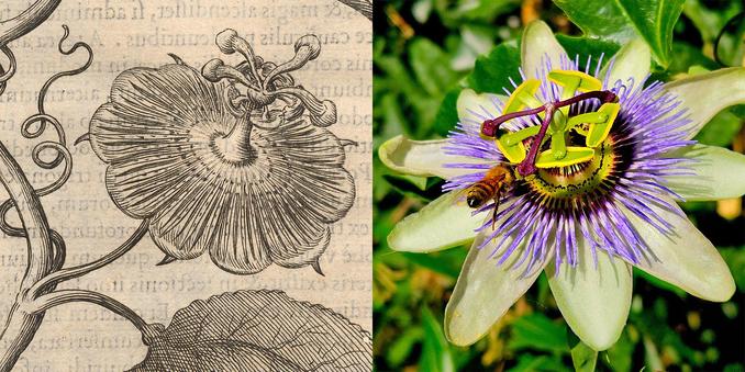Links eine Abbildung einer Blüte aus einem Druck von 1625, rechts eine Fotografie der bunten Blüte