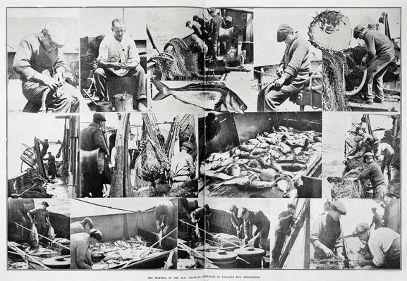 Black-and-white photo montage: The Harvest of the Sea: Trawling Operations in Palliser Bay, Wellington. 1921. Description: Various scenes of men working at commercial trawling operations. Captions of each photo:1. Man splicing rope 2. Cook peeling potatoes. 3. Hauling in the trawl nets. 4. A Moki fish. 5. Whipping or binding the end of the rope. 6. A porcupine fish. 7. Mending the trawling nets. 8. Fixing the board for the trawl nets to rest on. 9. Bag of the trawl hauled on ship. 10. A varied catch. 11.Hauling in . 12. Casing up the fish. 13. The fish being cleaned. 14. Placing the spoil in cases. 15. Oiling the block and tackle. 16. Mending the net. Citation: Supplement to the Auckland Weekly News, 3 March 1921, p. 39. Auckland Libraries Heritage Collections AWNS-19210303-39-01. https://kura.aucklandlibraries.govt.nz/digital/collection/photos/id/242508