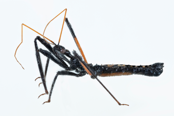 close-up photo of an insect