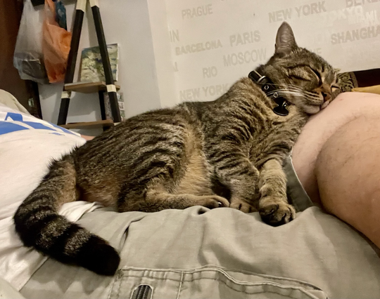 A brown tabby asleep in my lap