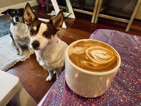 A small white coffee mug filled with a cappuccino sits on a sparkling table with two small dogs in the background.