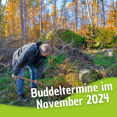 Ein Foto einer Person auf einer zerstörten Waldfläche buddelt ein Loch für einen jungen Baum.
Darunter steht: Buddeltermine im November 2024