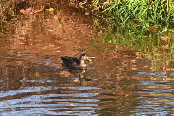 Derpy Black Duck with his bill open, tongue hanging out.

Lois Y. Green Conservation Park, MD. 11/3/24