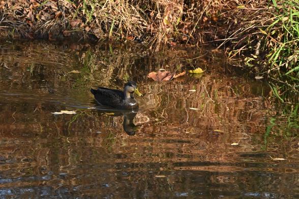 A black duck swimming towards the camera