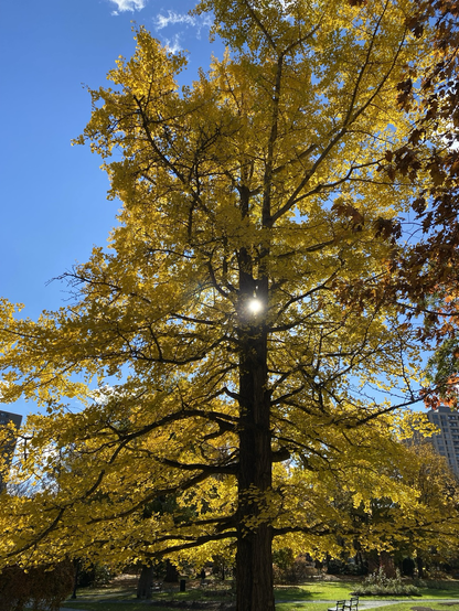 Sun appears in the form of a tree in autumn.