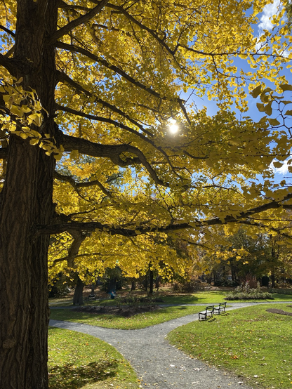 Sun filters through leaves of a tree in autumn.