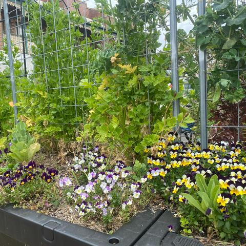 Masses of pansy-like flowers in front of overgrown celery and other food plants
