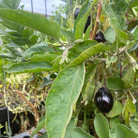 Shiny black eggplants on ready to harvest