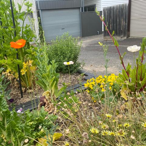 Pink and orange anemones with suburban fences and roller doors in the background
