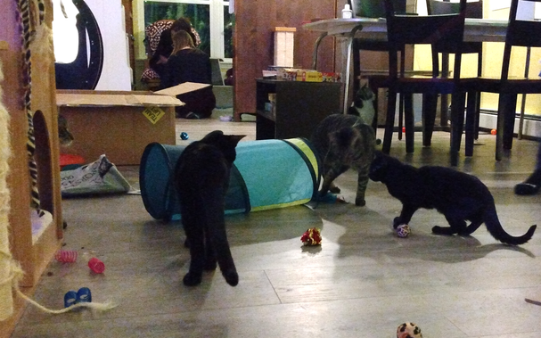 A photograph of a cat cafe with cats (mostly black) playing with toys. In the background are two people wearing black, and petting cats in an alcove.