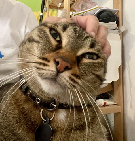 Headshot of a brown tabby looking directly at the camera. Her ears are not visible because she is getting scratched on the top of her head.