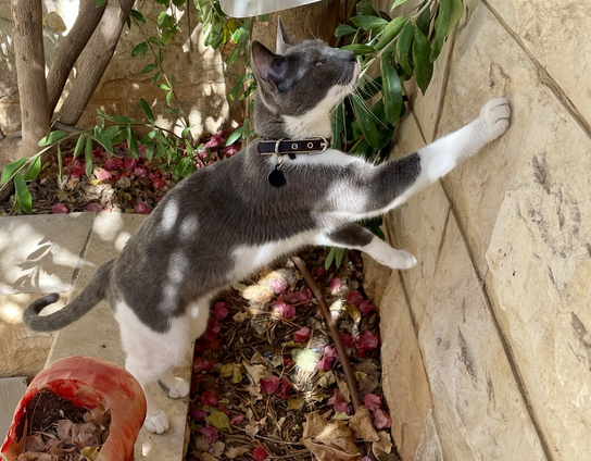 A gray and white blind cat starting to climb up a stone wall in a garden.
